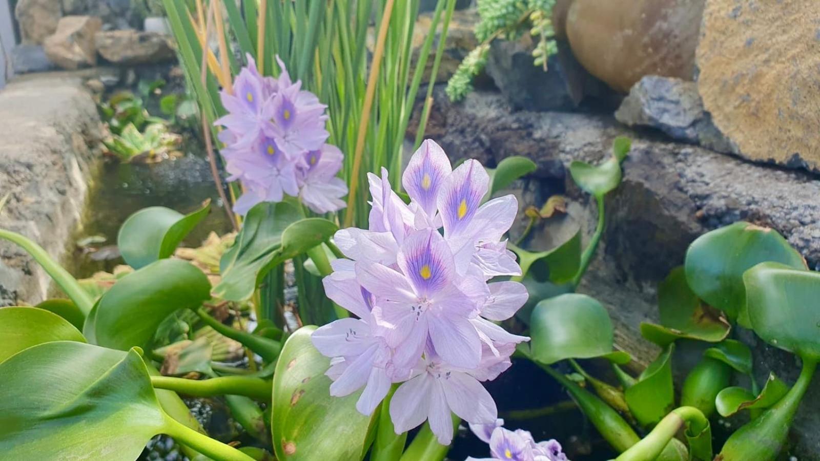 Finca Maracuya 엘파소 외부 사진